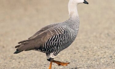 Caiquén - Avistamiento de aves en la Patagonia