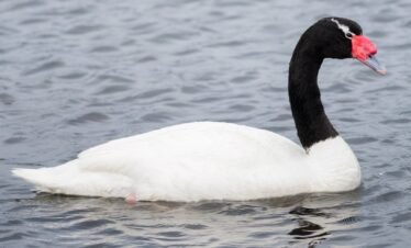 Cisne cuello negro - Avistamiento de aves en la Patagonia