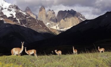 Guanacos en Trekking Base Torres