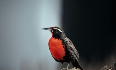 Loica - Avistamiento de aves en la Patagonia
