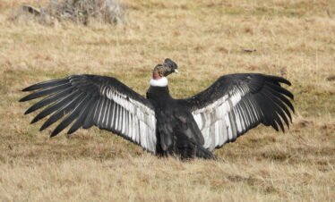 Cóndor - Avistamiento de aves en la Patagonia