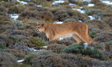 Puma tracking invierno