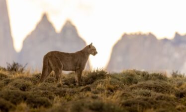 Puma tracking in Torres del Paine