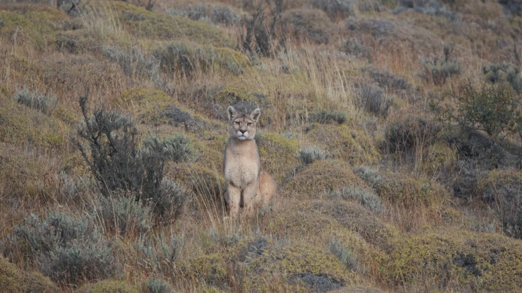 Puma descansando en el Parque Nacional Torres del Paine