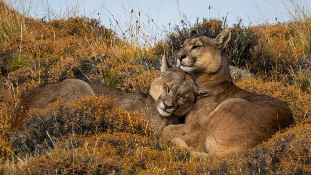 Pumas acurrucados descansando en Torres del Paine