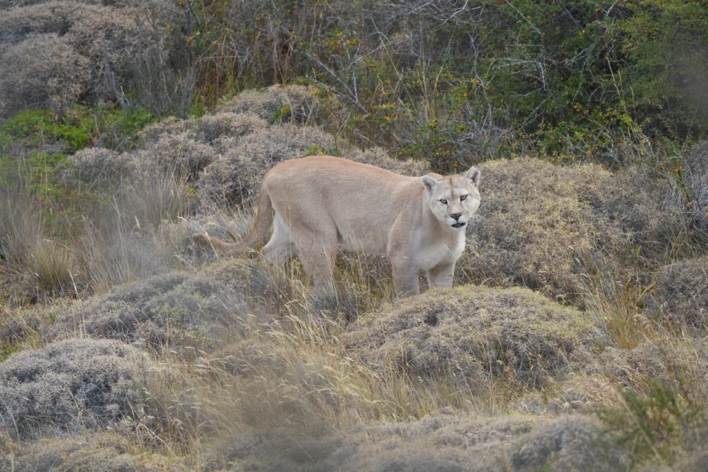 Puma macho cuidando su territorio en Torres del Paine