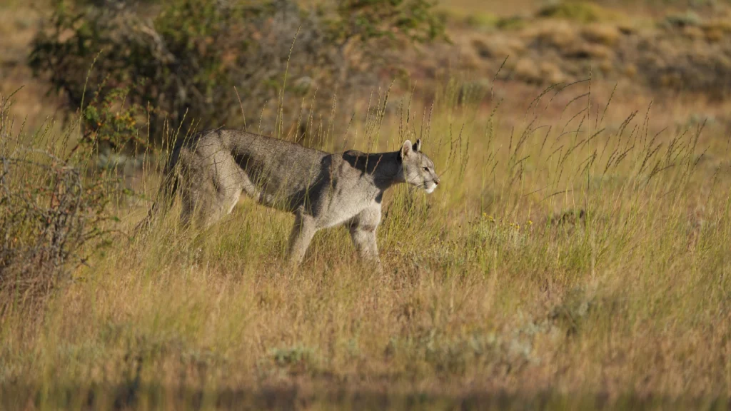 Puma caminando por la pampa en Torres del Paine
