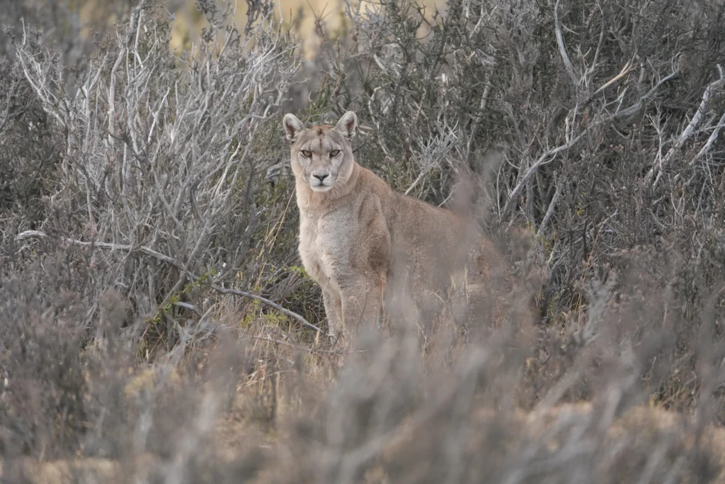 Puma mirando directo a la cámara en un tracking safari en Torres del Paine.