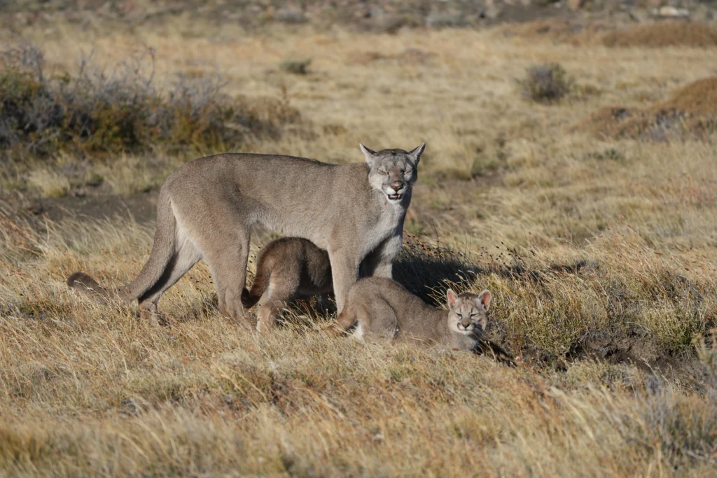 Puma hembra con 2 cachorros en un tour de Puma Tracking en Torres del Paine