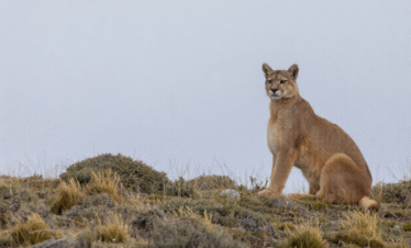 Avistamiento de puma